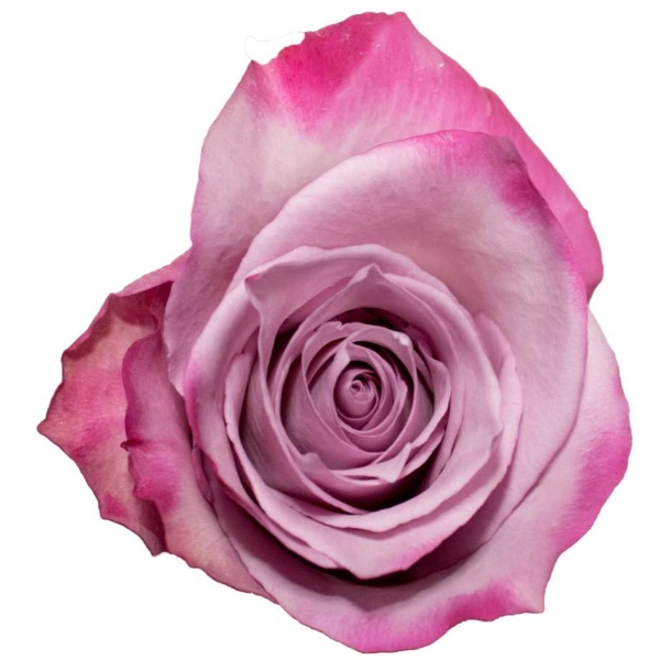 Deep Purple