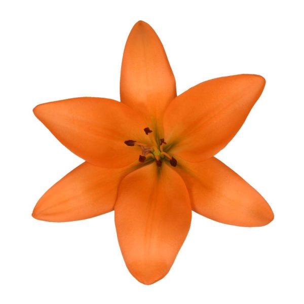 Asiatic Lily Orange