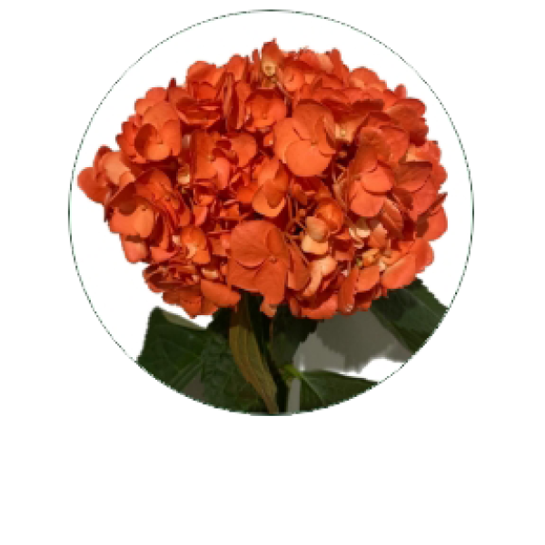 Hydrangea  Peach