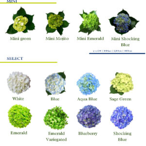 Hydrangeas