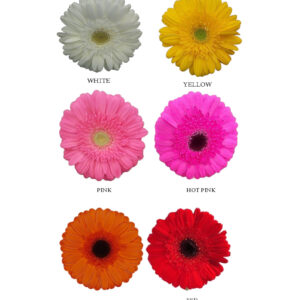 Gerbera
