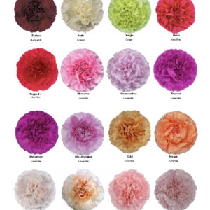 Carnations