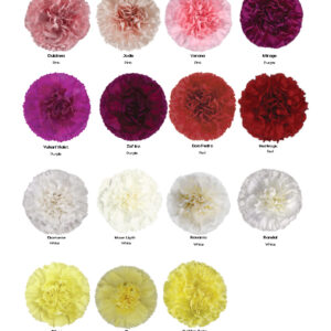 Chrysanthemums