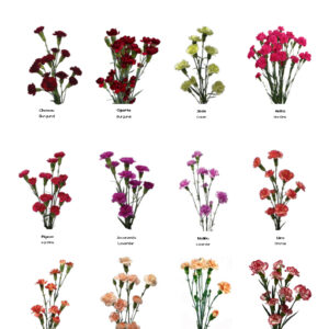 Mini Carnations