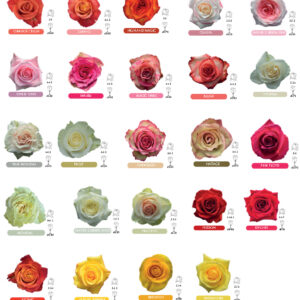 Roses